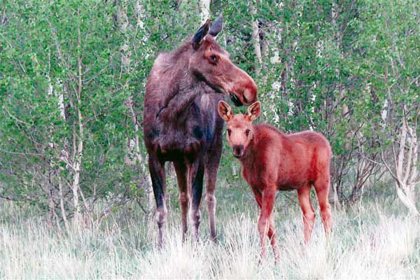 Family affair